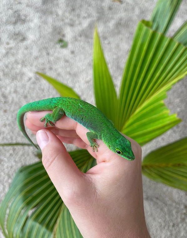 gecko